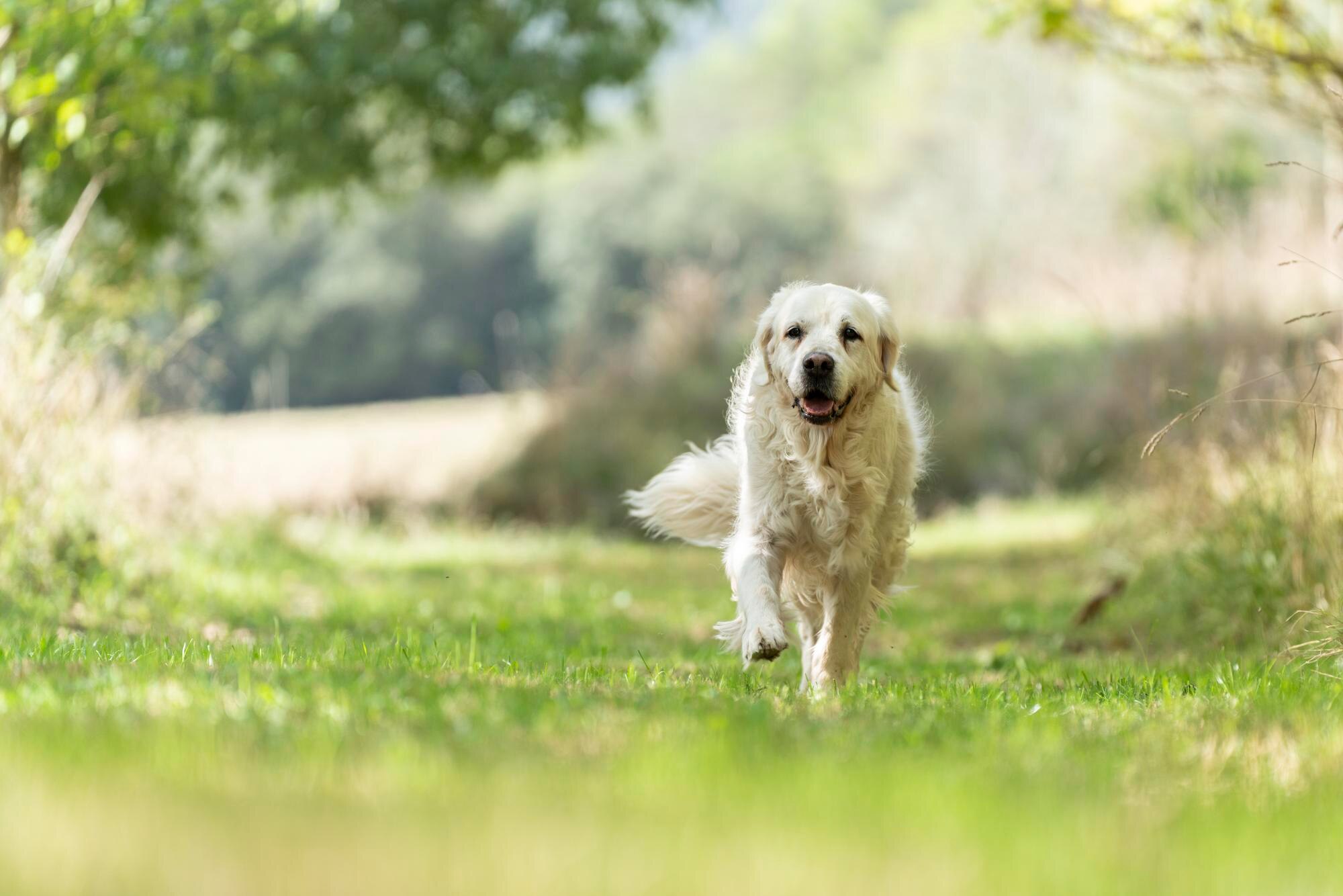 Golden retriever corriendo feliz en el bosque | Contacto Huellas en el Paraíso