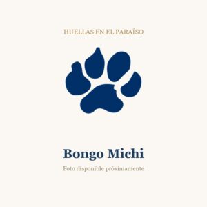 Bongo Michi