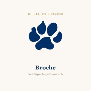 Broche