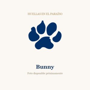 Bunny